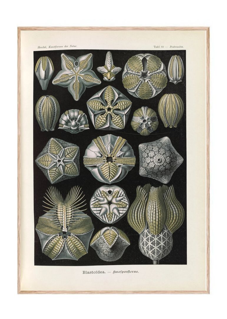 Coral illustration