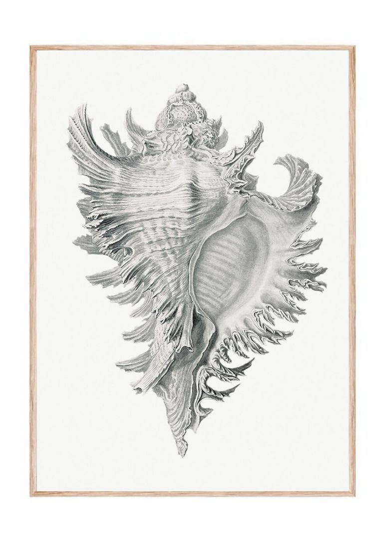 shell marine life illustration