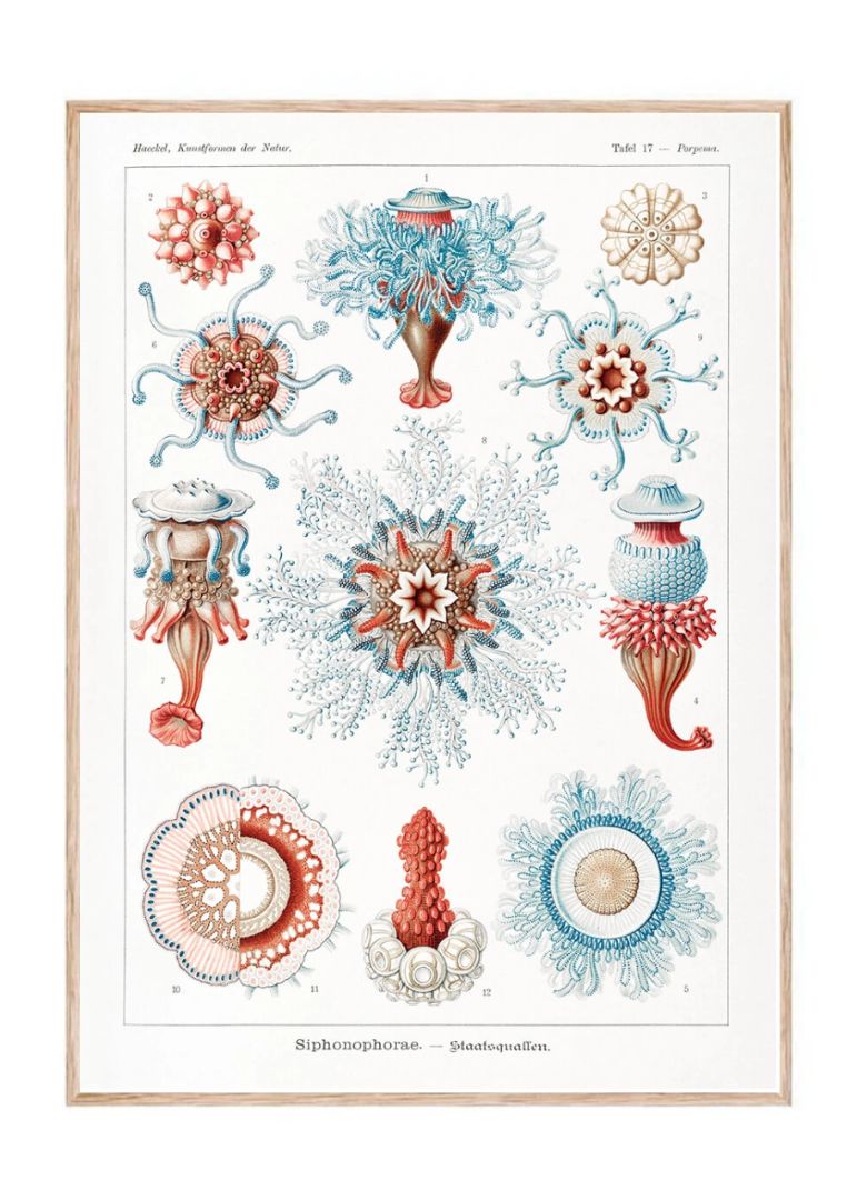 Siphonophorae–Staatsquallen from Kunstformen der Natur (1904)