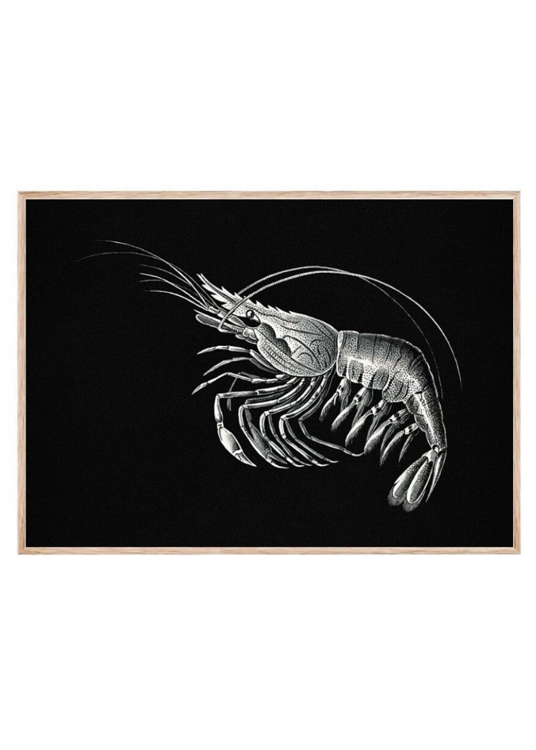 Vintage prawn marine life I