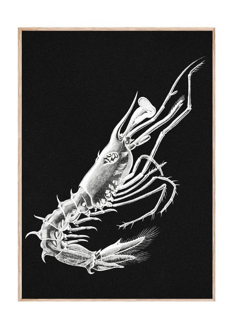 Vintage prawn marine life II