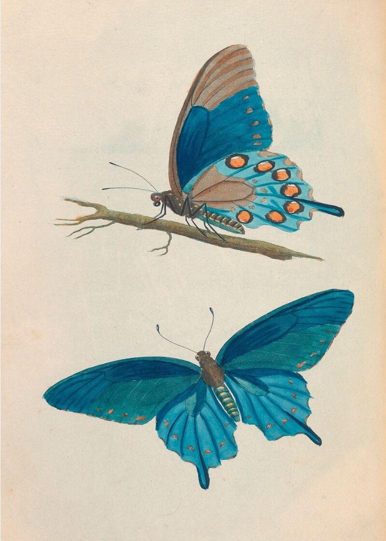 Sommerfugl & Blød Farve Billedvæg