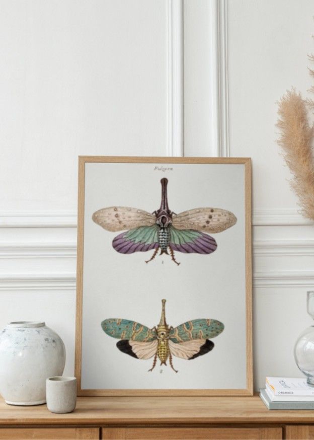 The Moth