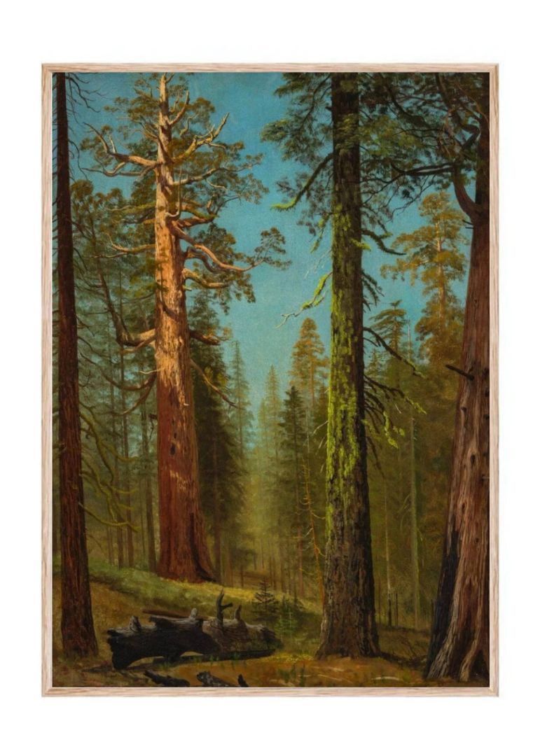 The Grizzly Giant Sequoia