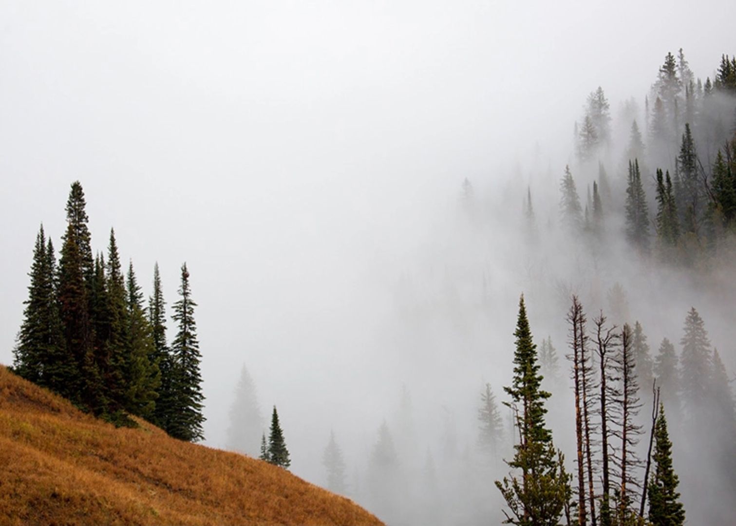Foggy Mountain
