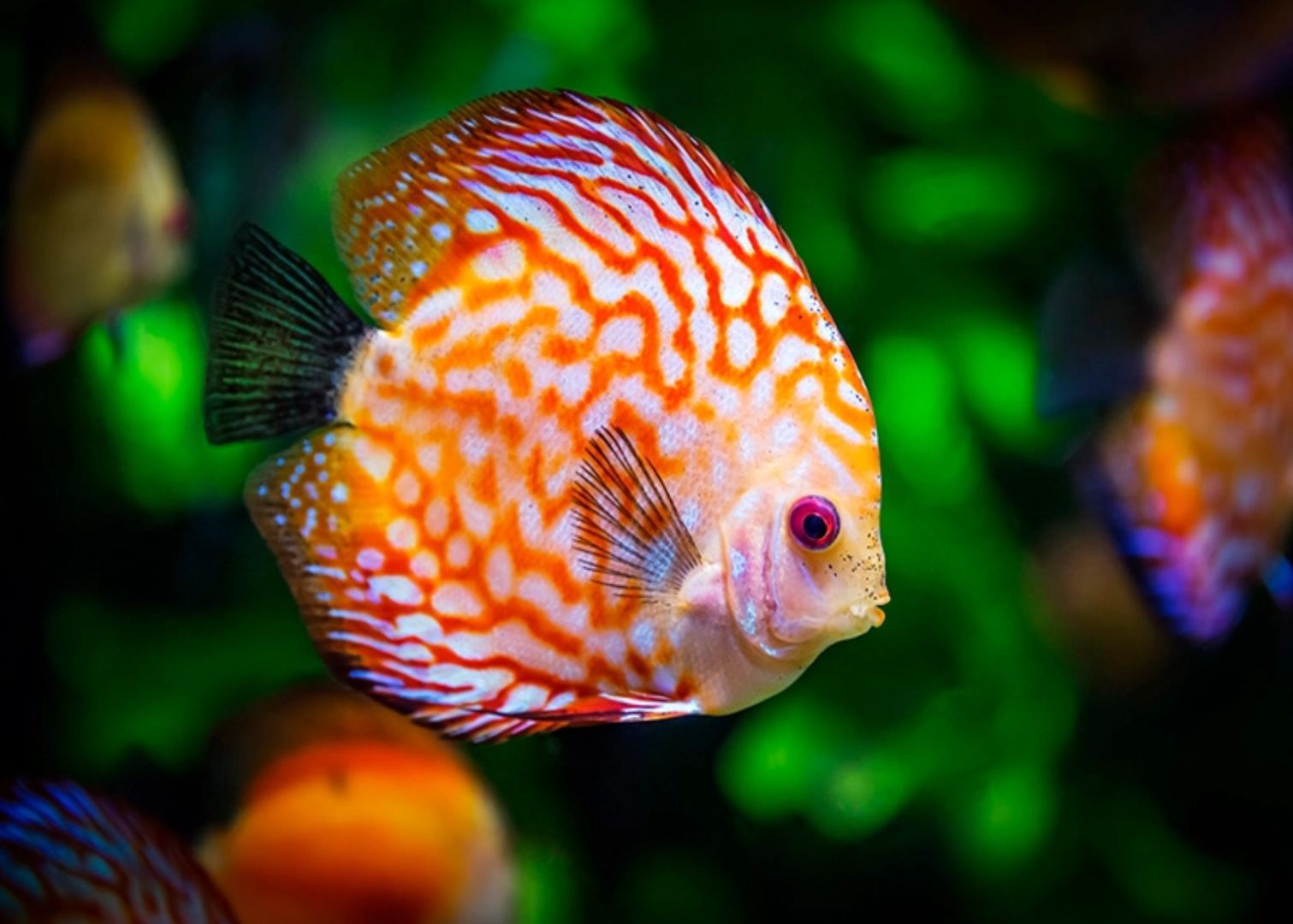 Orange Discus