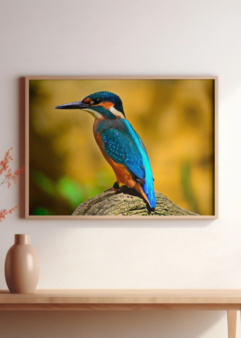 Calm Kingfishers