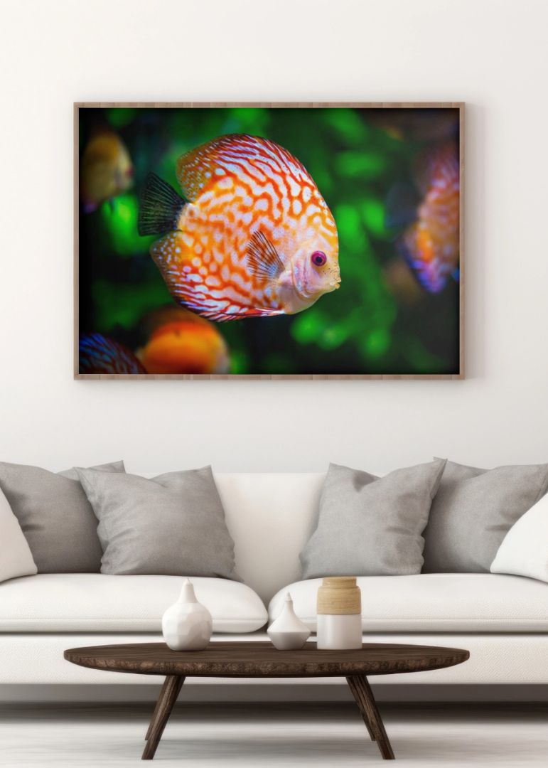 Orange Discus