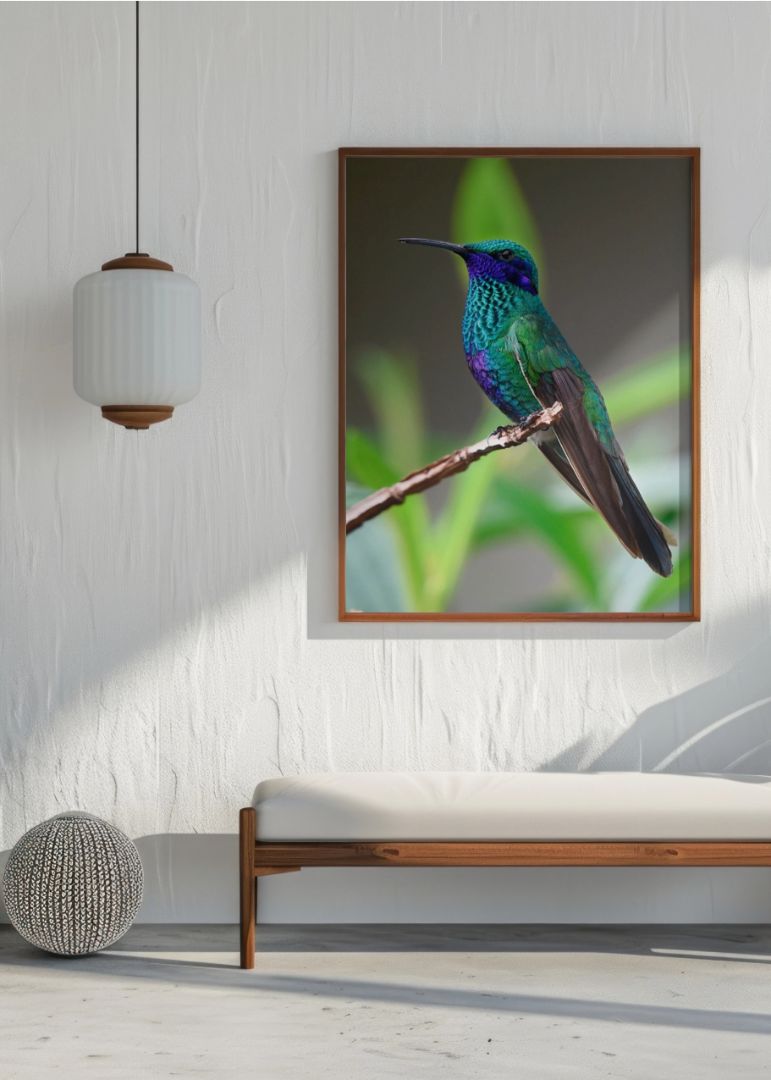 Pretty Violetear