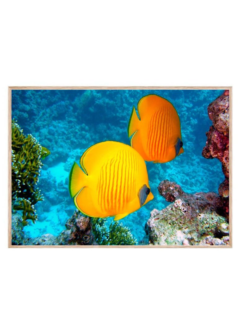 Summer Time Fish