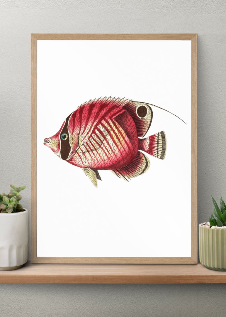 Red striped chaetodon or Yellowish
