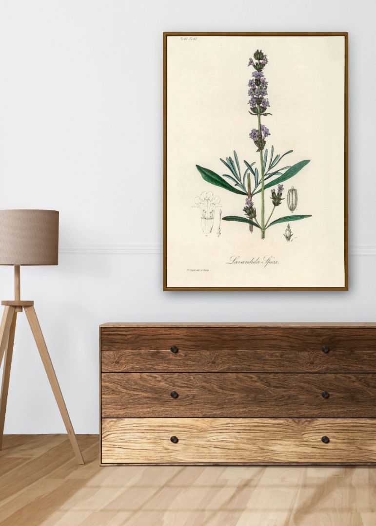 Lavendel - Lavandula ipica