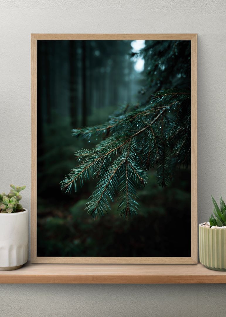 Grangren i skovens dyb