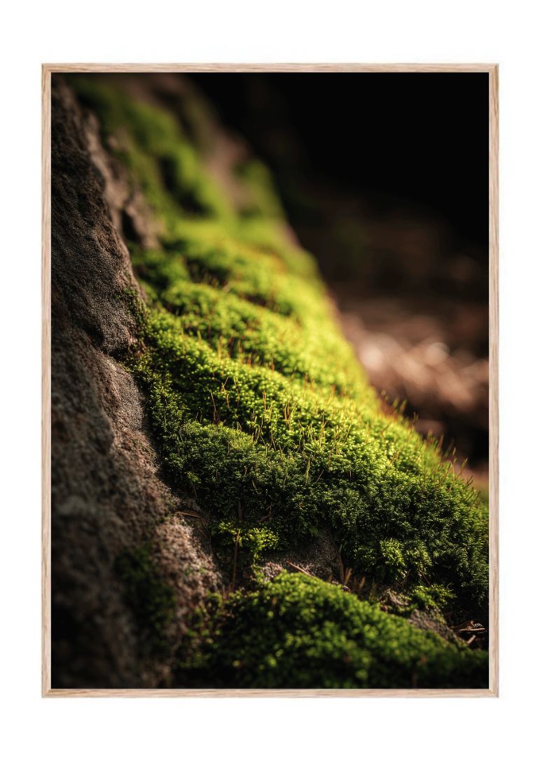 Solens krafter i mosset