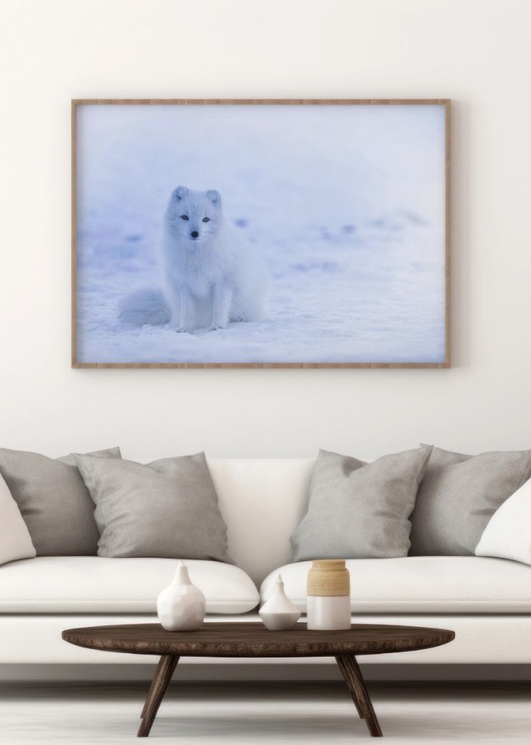 Arktisk ræv på Grønland