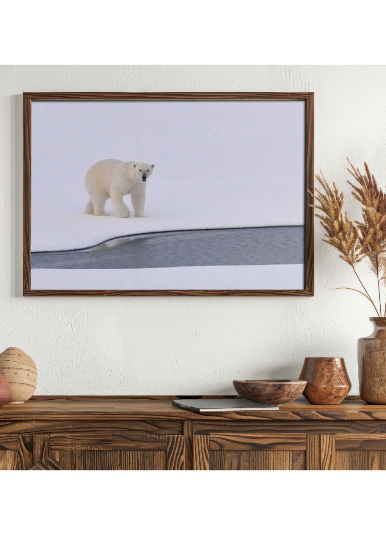 Isbjørn på Grønland