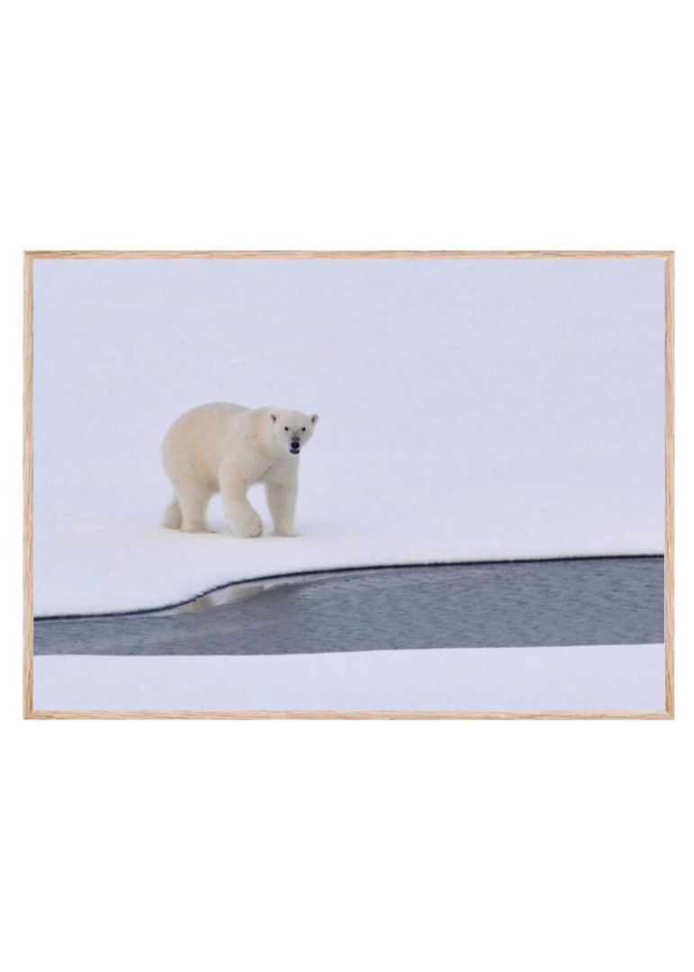 Isbjørn på Grønland