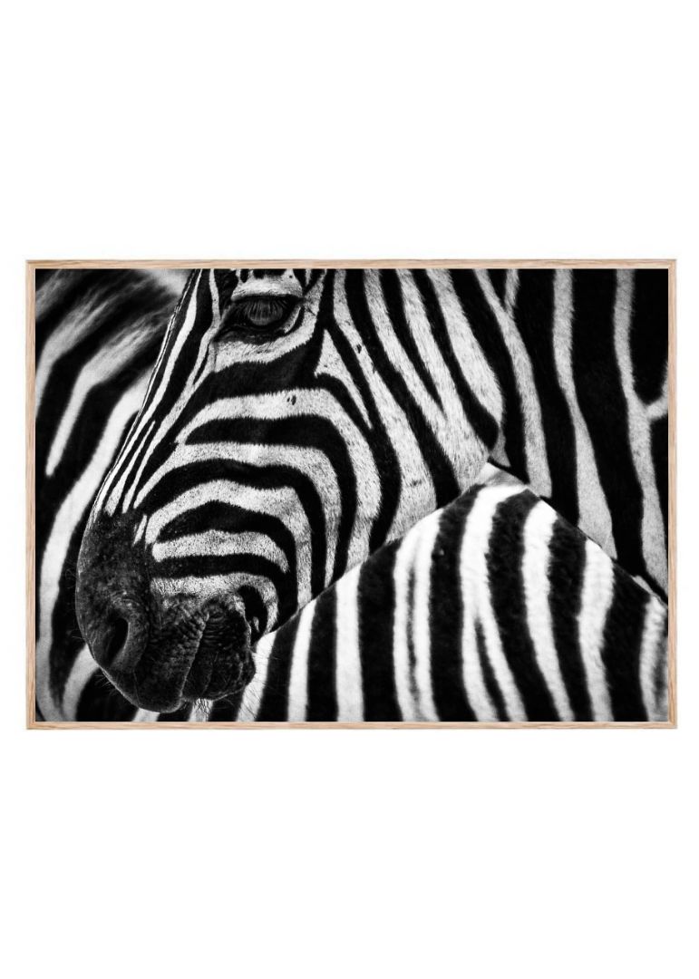 Stribes in stribes zebra