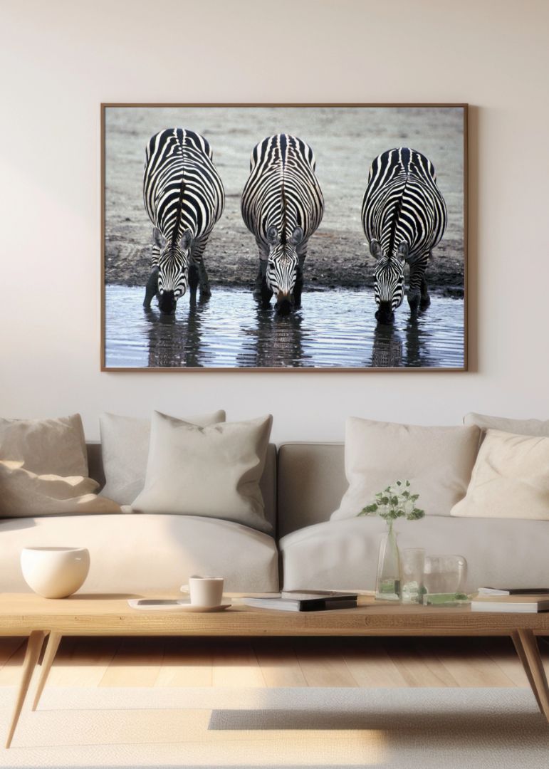 The Zebras Drinking Water