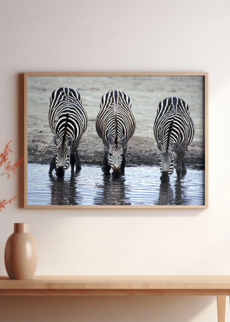 The Zebras Drinking Water