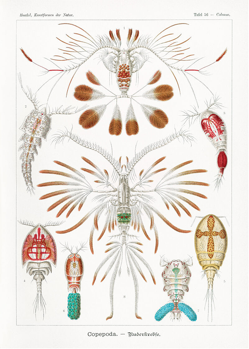 Copepoda–Ruderkrebse