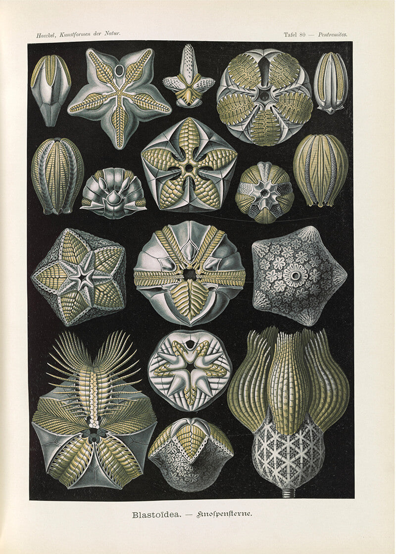 Coral illustration