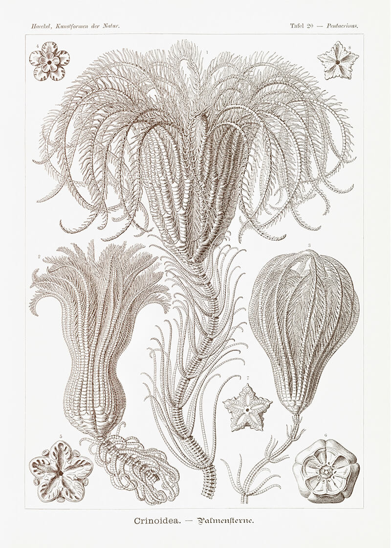 Crinoidea–Palmensterne