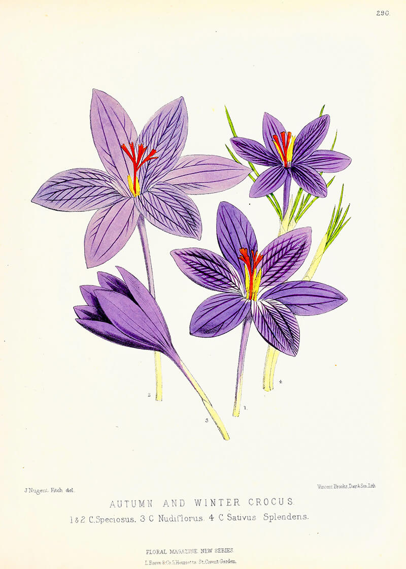 Crocus Sativus