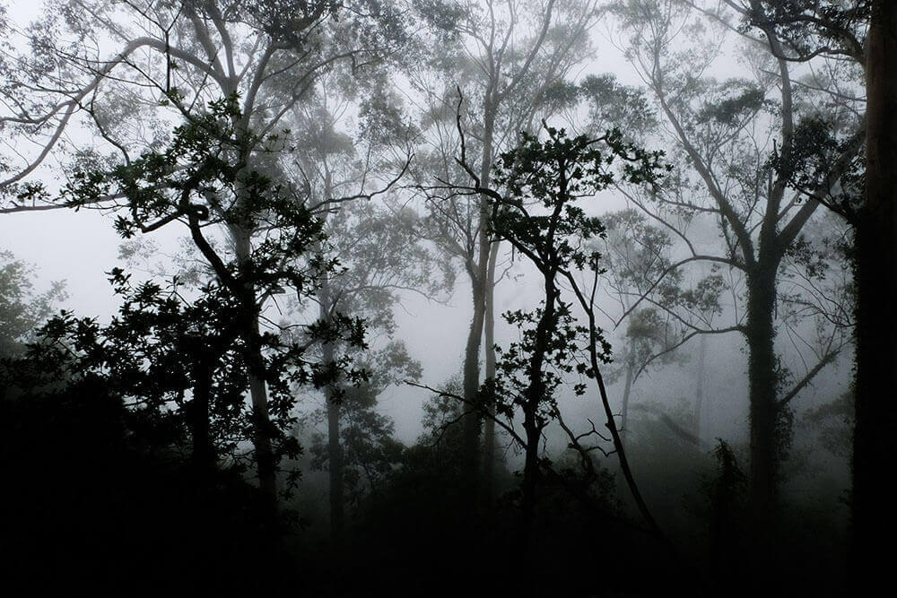 Dark forest