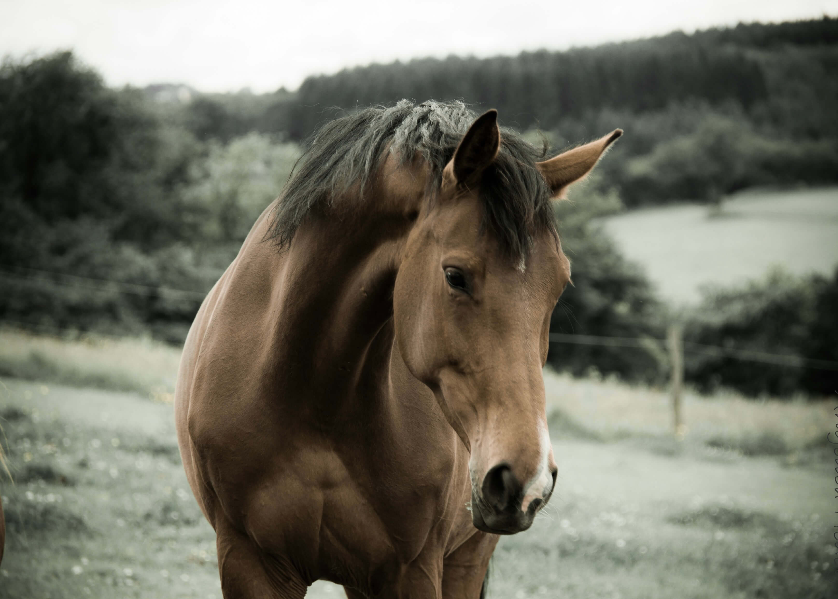 Den brune hingst