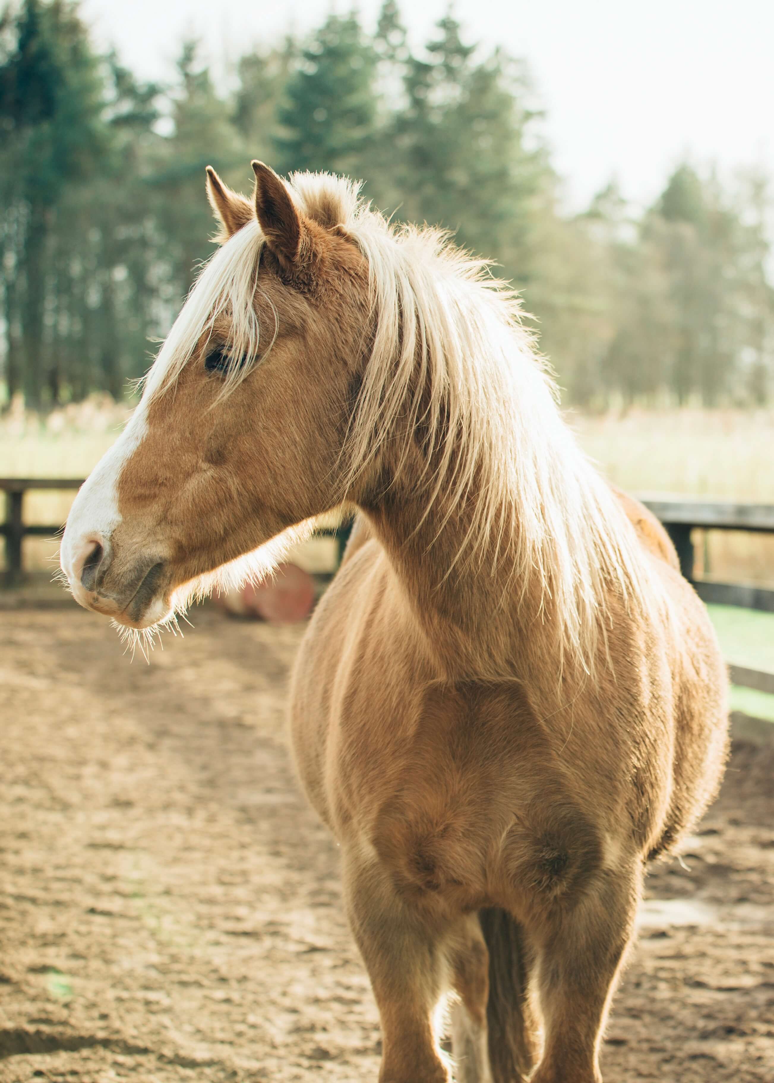 Den gyldne hest