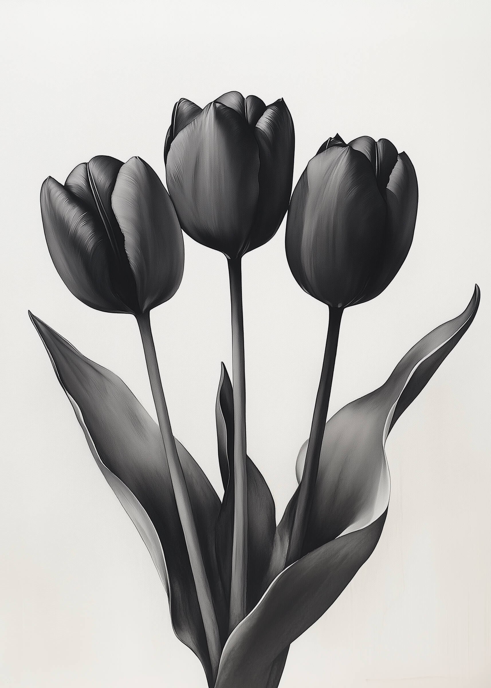 De sorte tulipaner