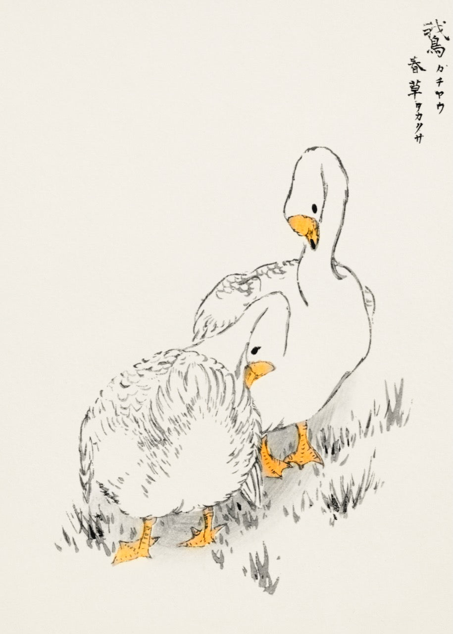 Duck and Young Grass