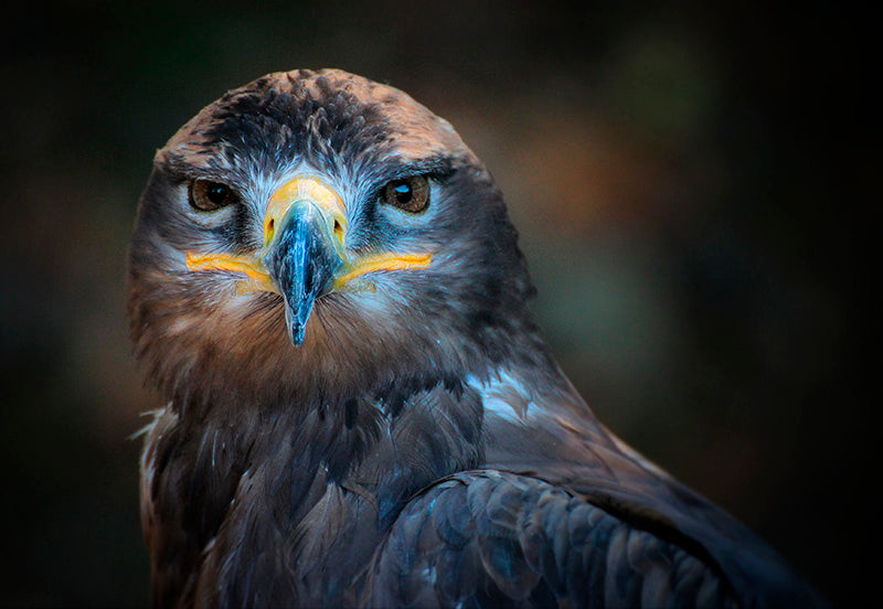 Eagle Unflinching Gaze