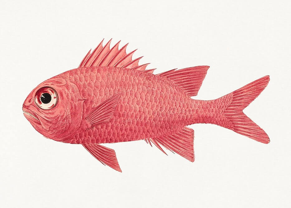 Farverig Fiskebilledvæg