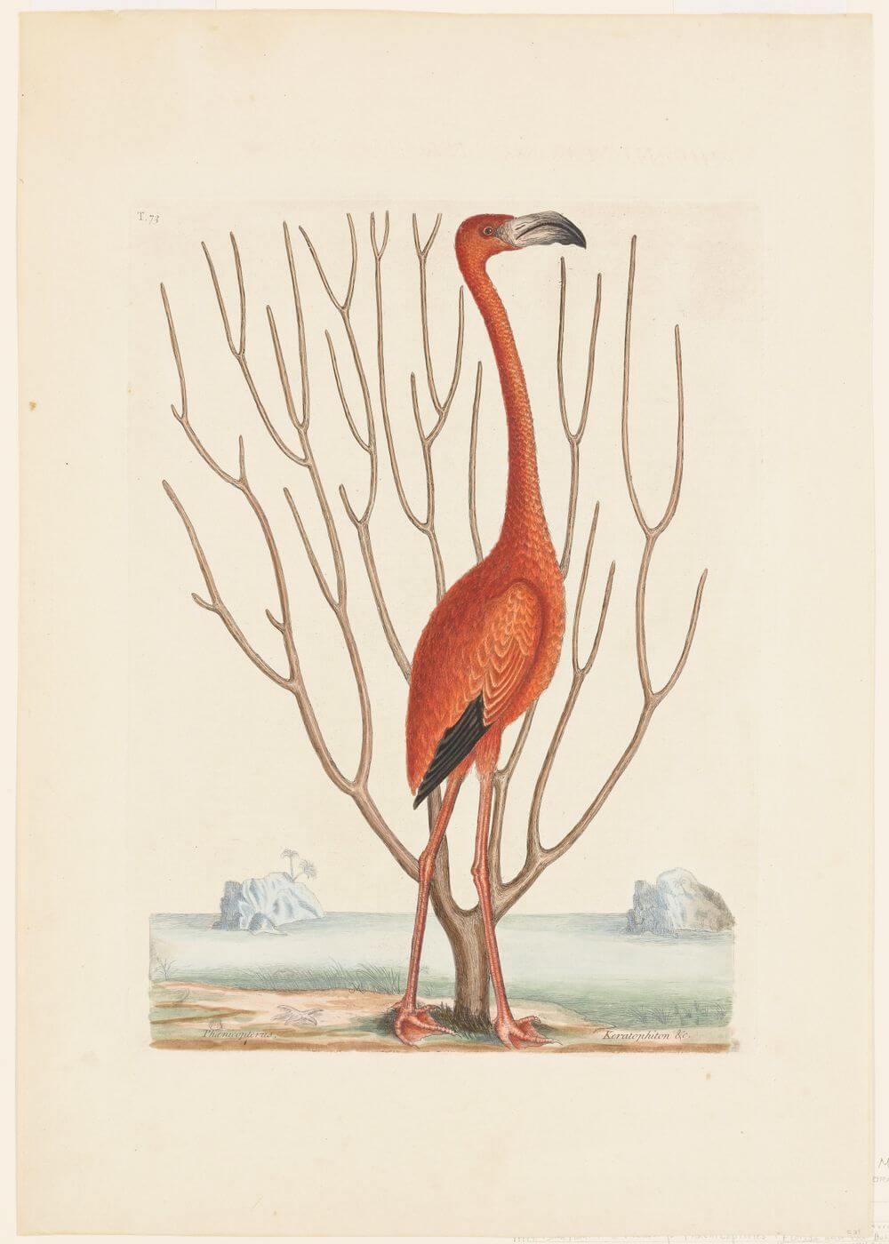 Flamingo (1731–1743)