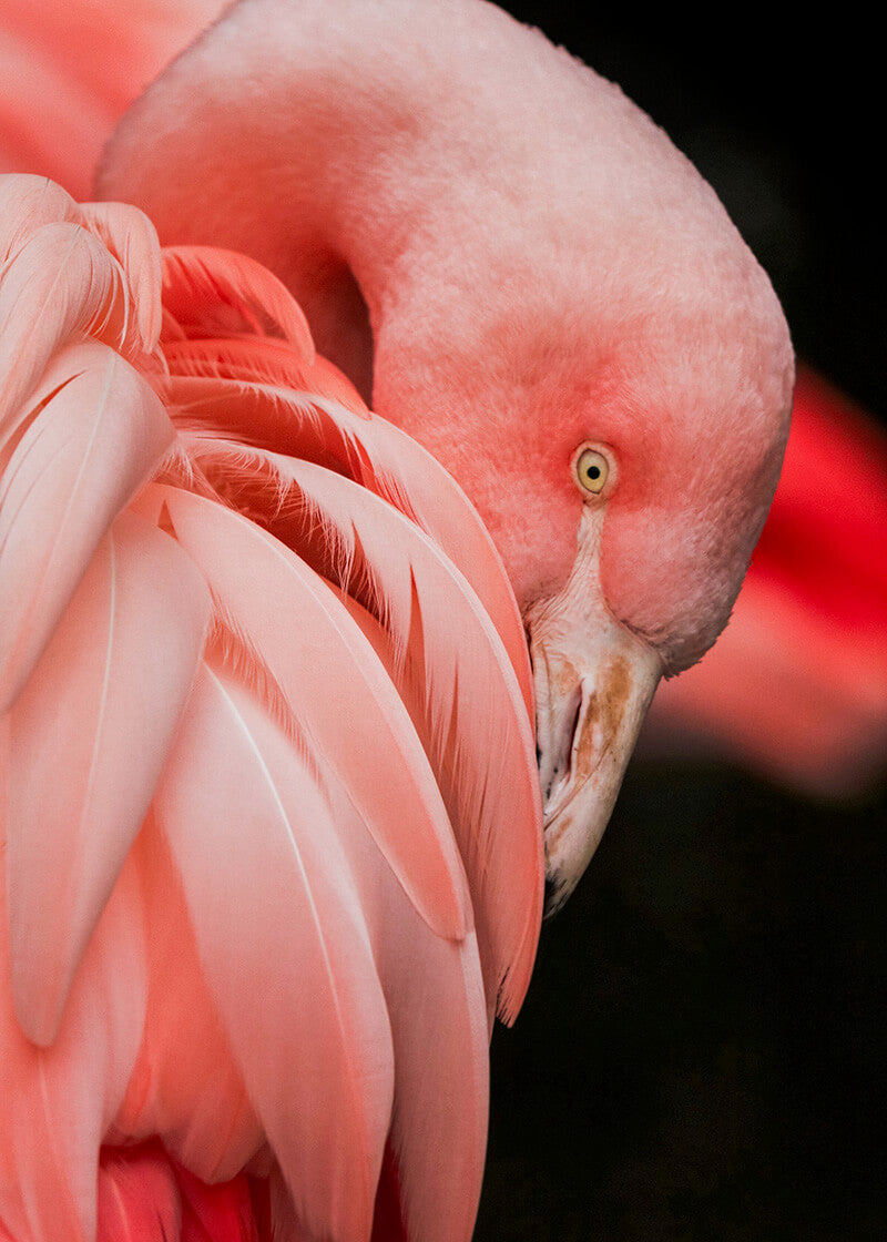 Flamingodronningen