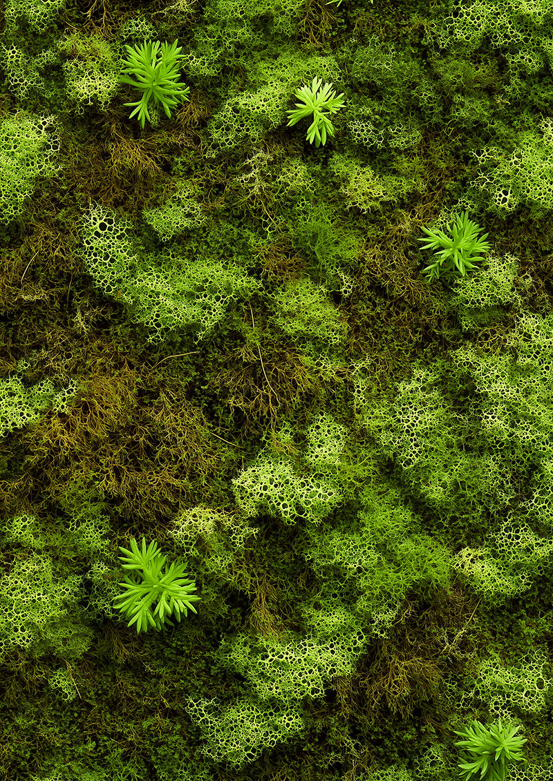Flat Moss