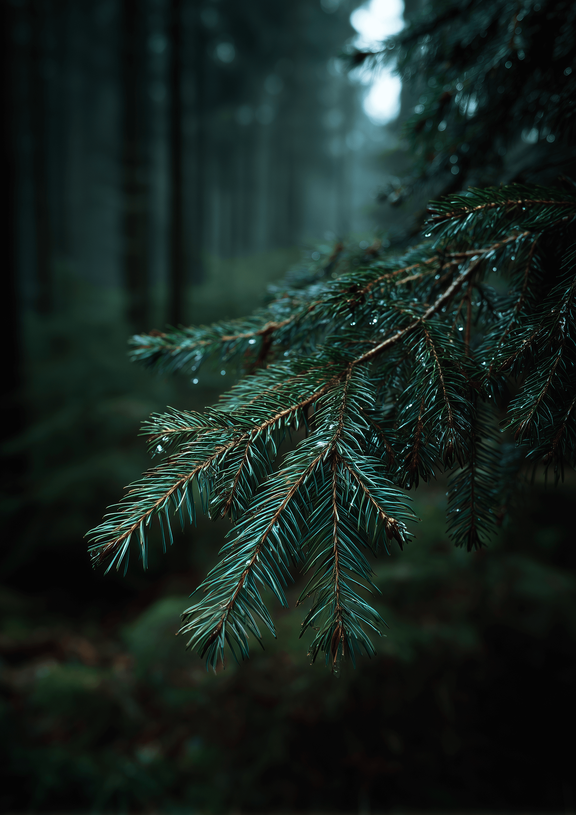 Grangren i skovens dyb