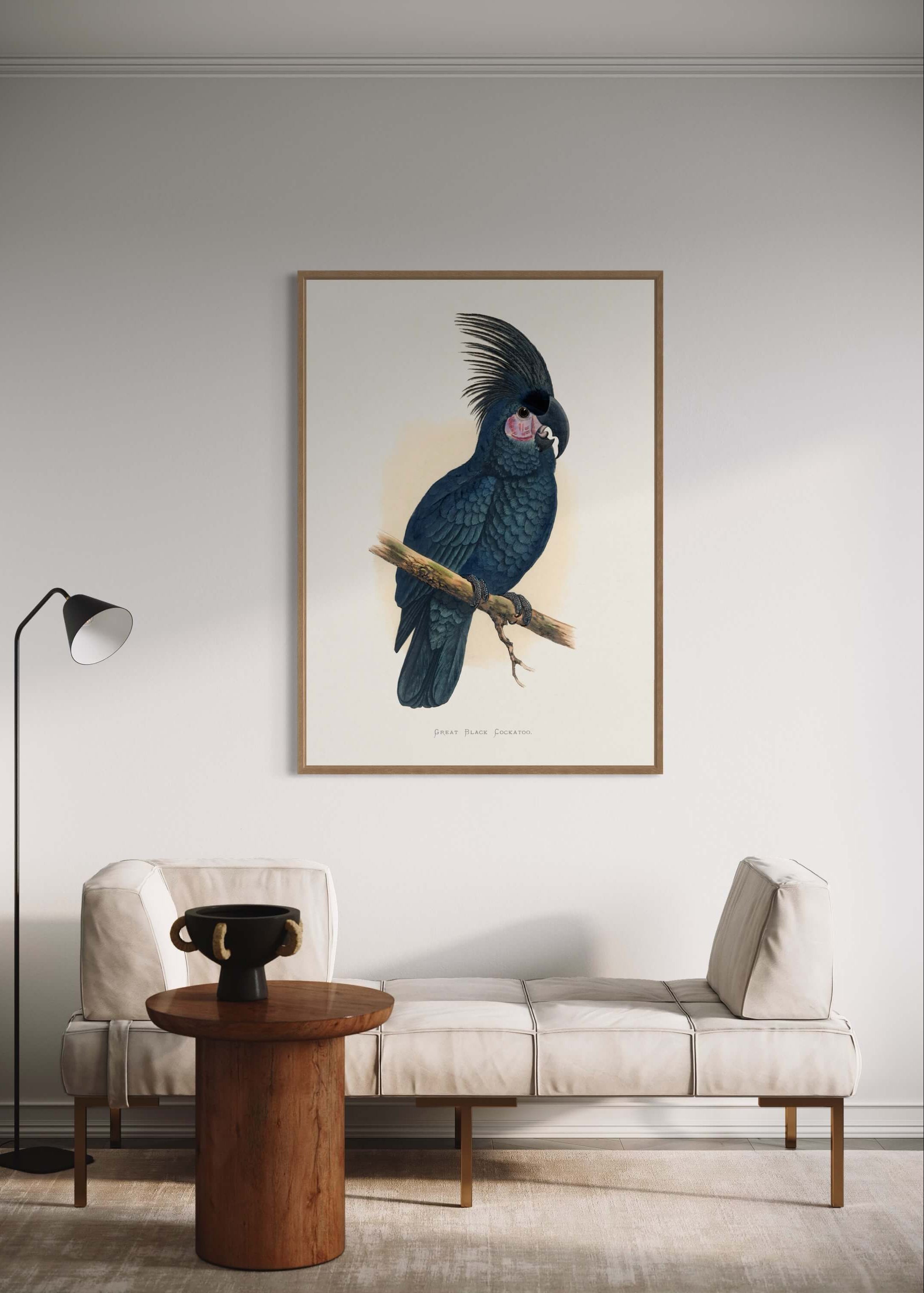 Great Black Cockatoo