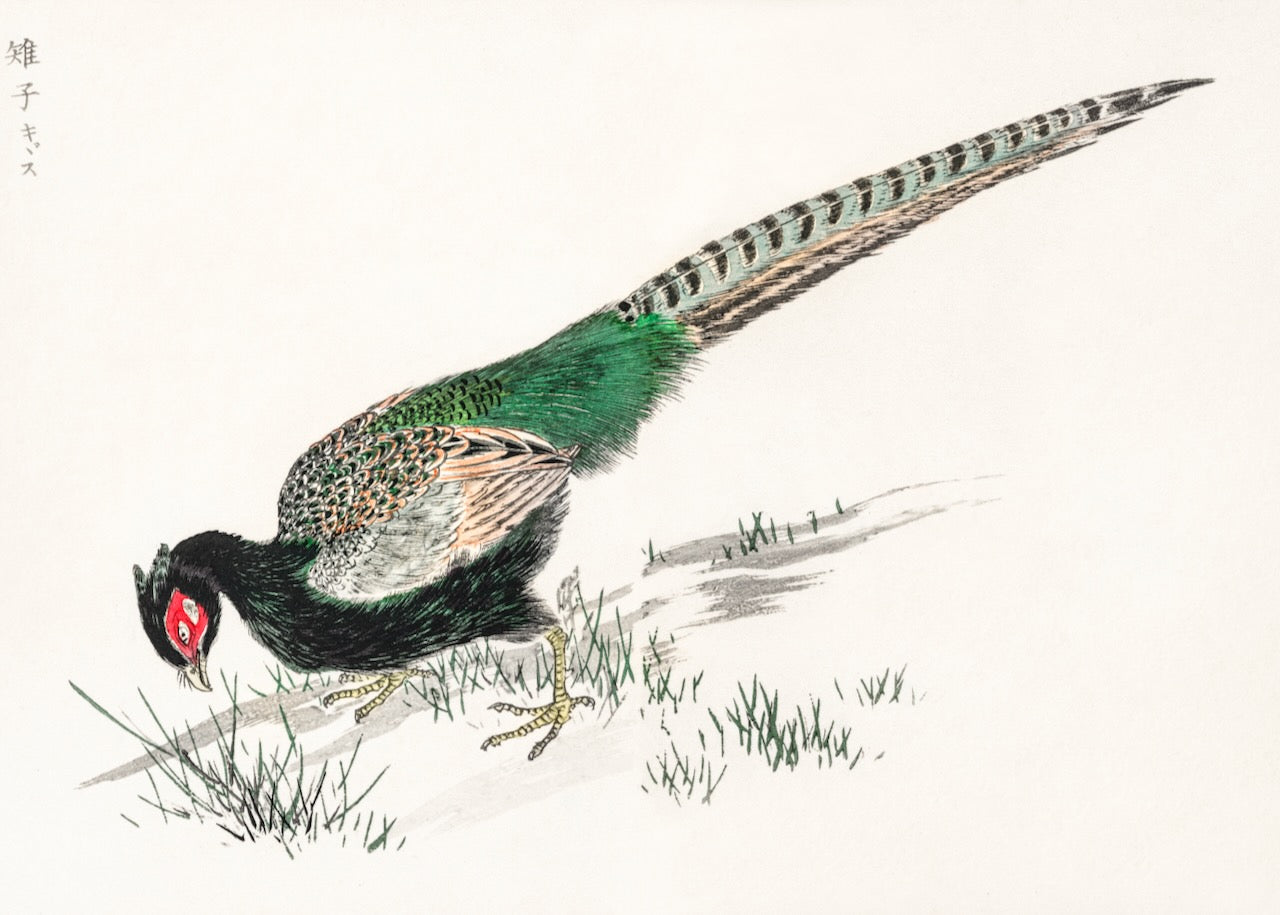 Green Pheasant