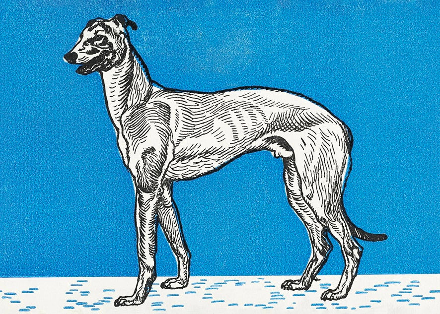 Greyhound - Moriz Jung