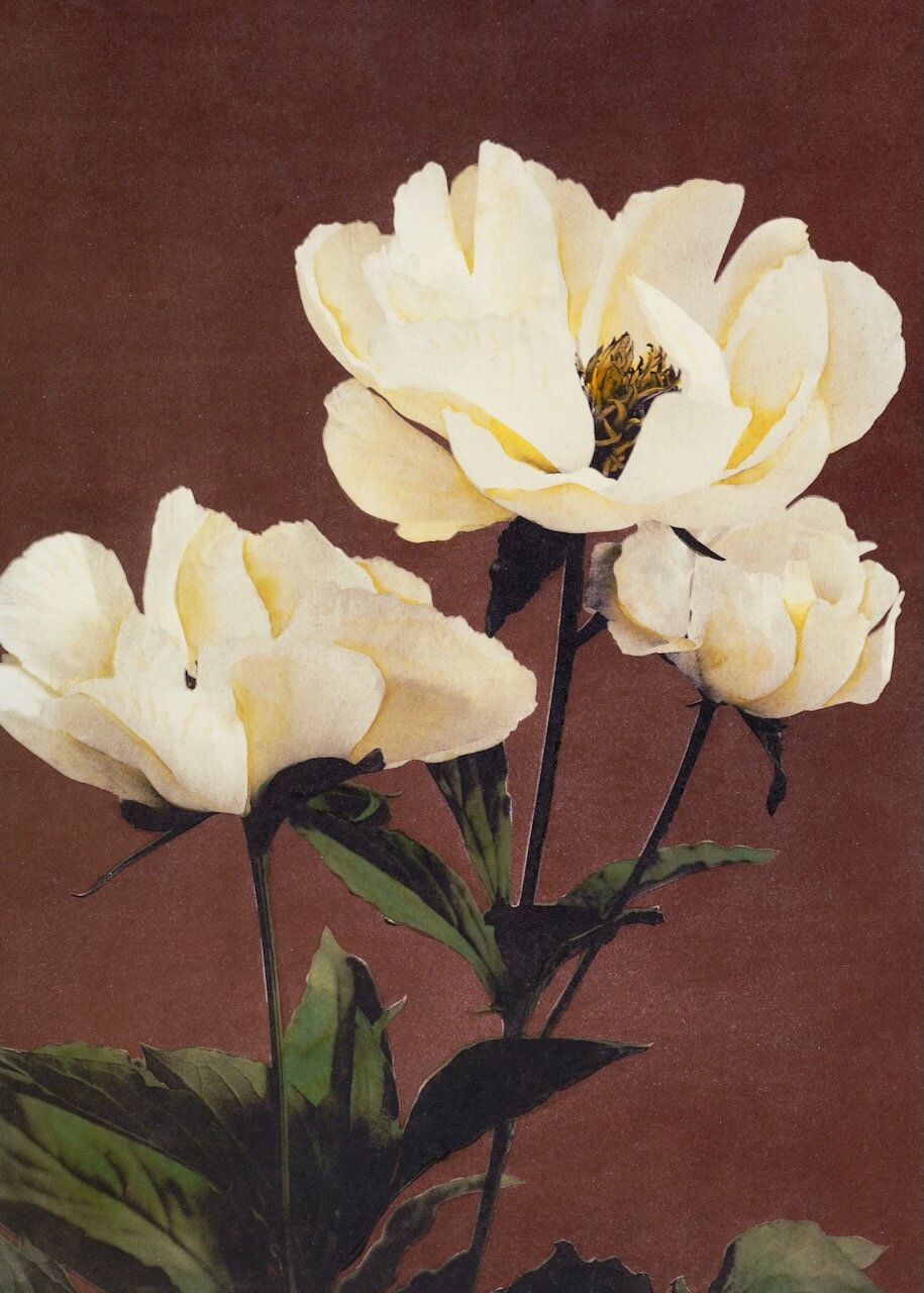 Hærdaceous Peony