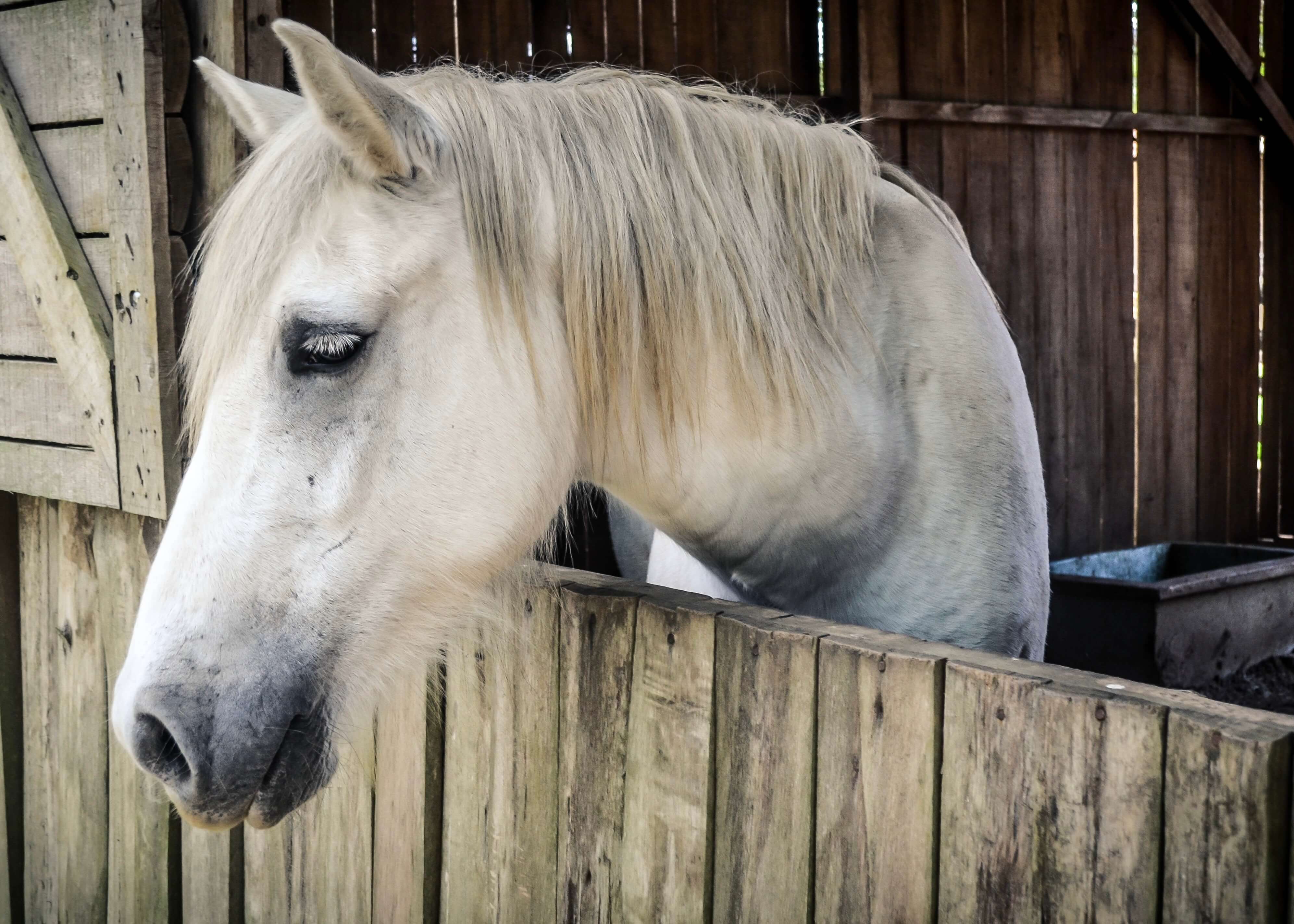 Hest i stalden