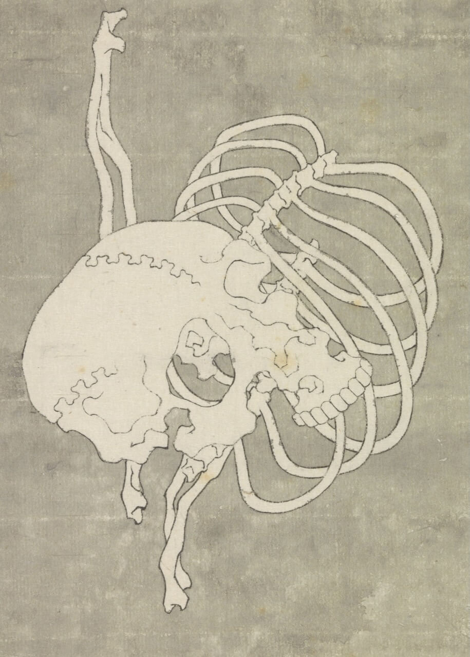 Hokusai's Skull Rib Cage