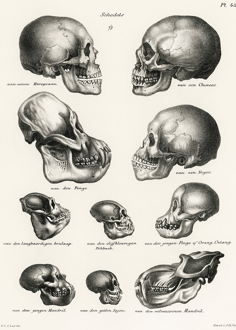 Human Monkey And Ape Skulls (1845)