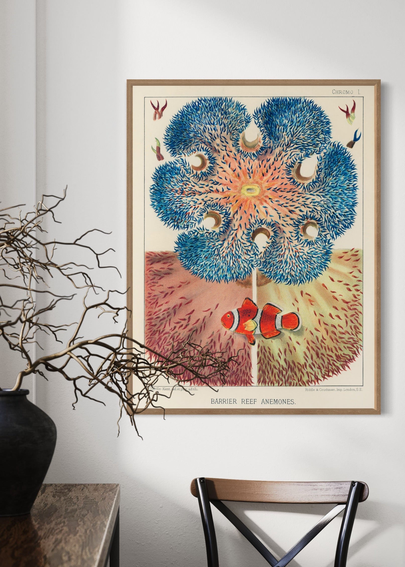 Barrier Reef Anemones