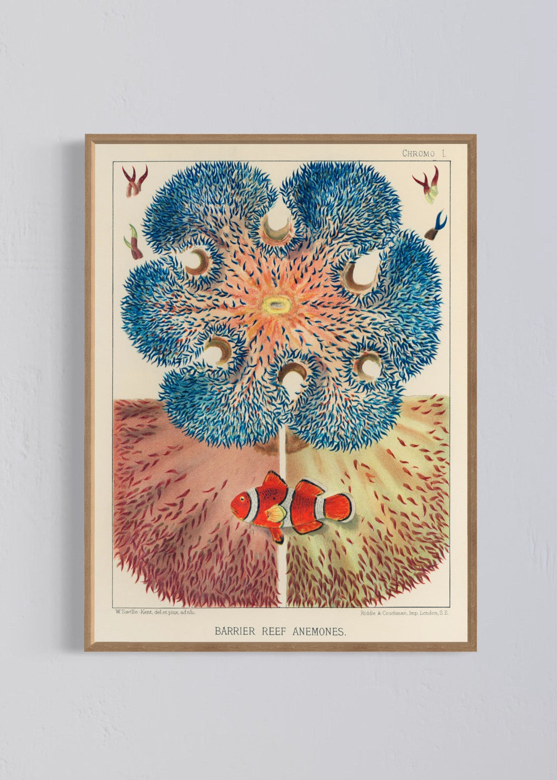 Barrier Reef Anemones