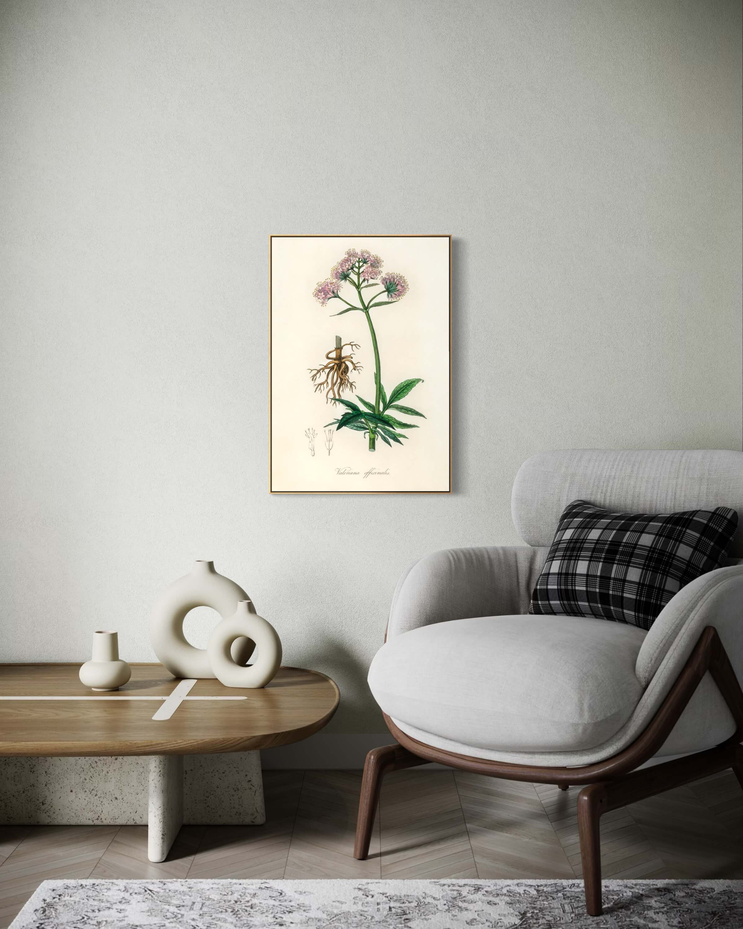 Baldrian lægeplante