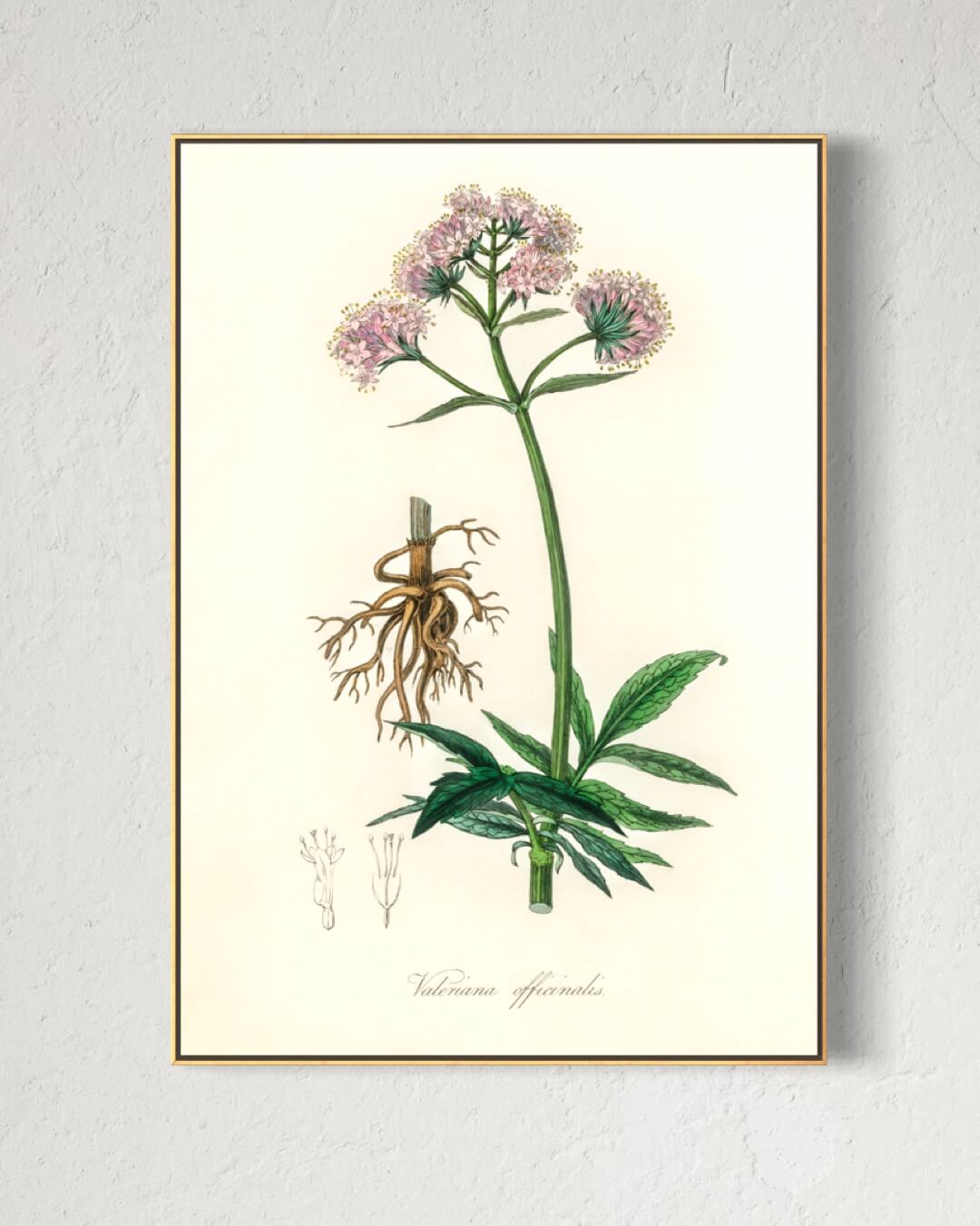 Baldrian lægeplante